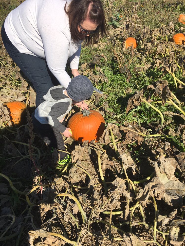 Willis Family Fruit Farm