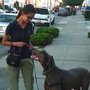 Bright Lights Dog Training