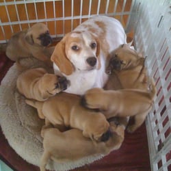snuggle puggles pets se