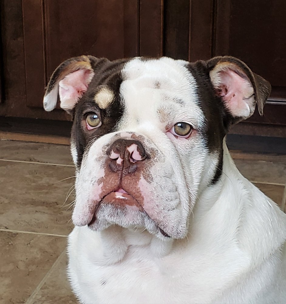 image of business Ogle