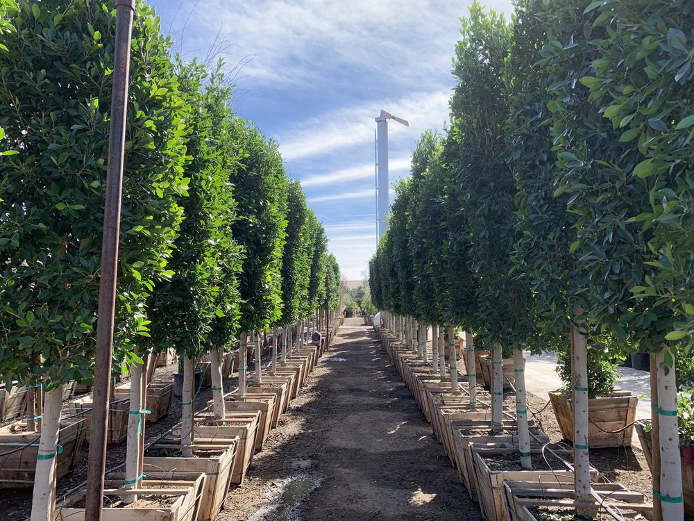 Moon Valley Nurseries 18047 N Tatum Blvd Phoenix Az 85032