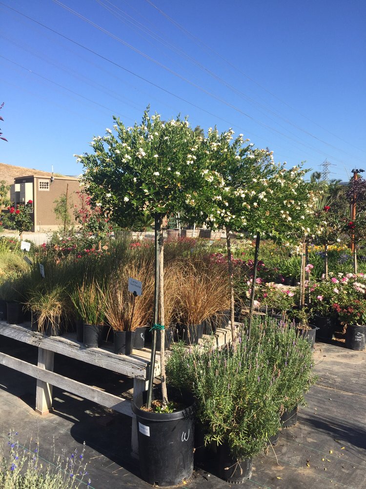 Our Flower Tree We Picked For Focal Point Yelp Photo Of Aki Nursery Irvine Ca United States Our Flower Tree We