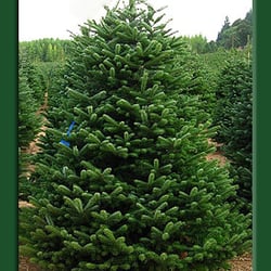 adopt a christmas tree christmas trees san diego ca adopt a christmas tree christmas trees san diego ca
