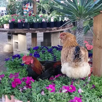 Whitfill Nurseries 16 Photos 25 Reviews Photo Of Whitfill Nurseries Phoenix Az United States Because There Are Always