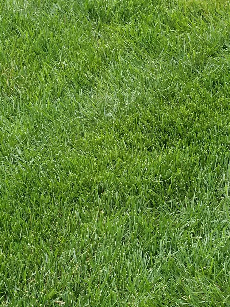 SpringGreen Lawn Care Lawn Services Raleigh, NC Phone Number Yelp