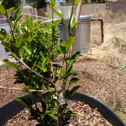 Fast Growing Trees Nursery 17 Mga Reviews Nurseries Fast Growing Trees Nursery 17 Mga Reviews Nurseries