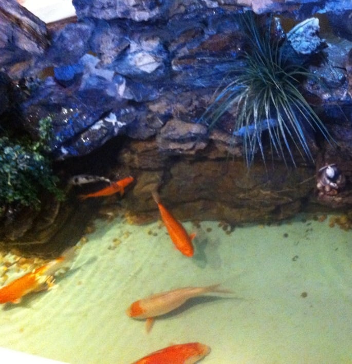Koi coupons hermitage tn
