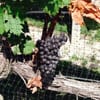 Cape May Winery and Vineyard bus_tours