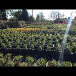 Green Tree Nursery Nurseries Gardening 3977 Bradley Rd Somis Photo Of Green Tree Nursery Somis Ca United States