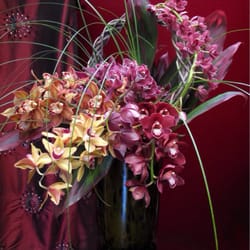 Century City Flower Mart 63 Photos 51 Reviews Florists 9551 Photo Of Century City Flower Mart Los Angeles Ca United States Orchid