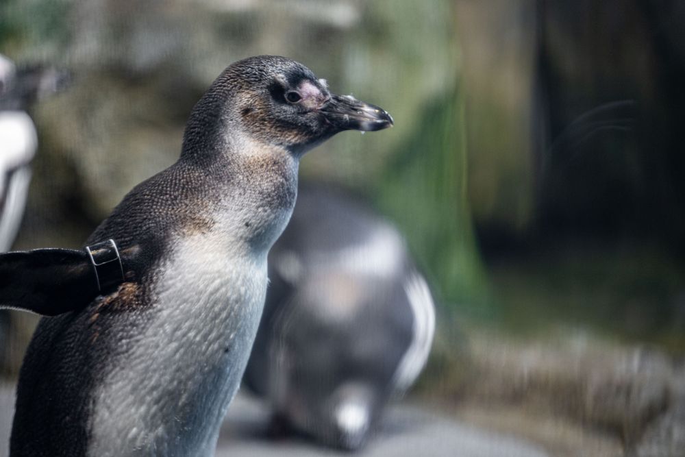 Monterey Bay Aquarium