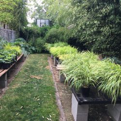 Clinton Bamboo Growers 10 Photos 11 Reviews Nurseries Photo Of Clinton Bamboo Growers Seattle Wa United States Plants