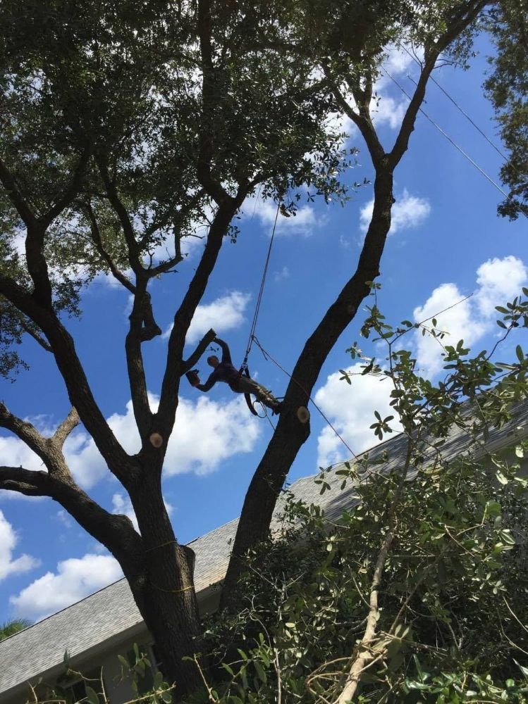 Mathews tree service