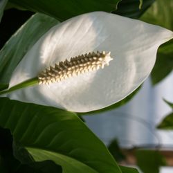 The Best 10 Nurseries Gardening Near University City Charlotte Oakdale Greenhouses