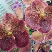 Orchid Show - Fort Lauderdale Orchid Society - 49 Photos - Festivals