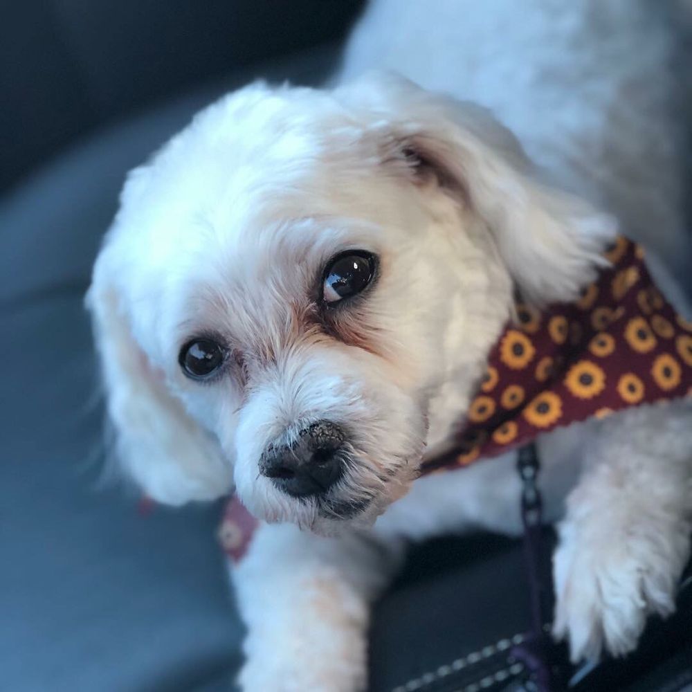 Photos For My Pet Garden Yelp