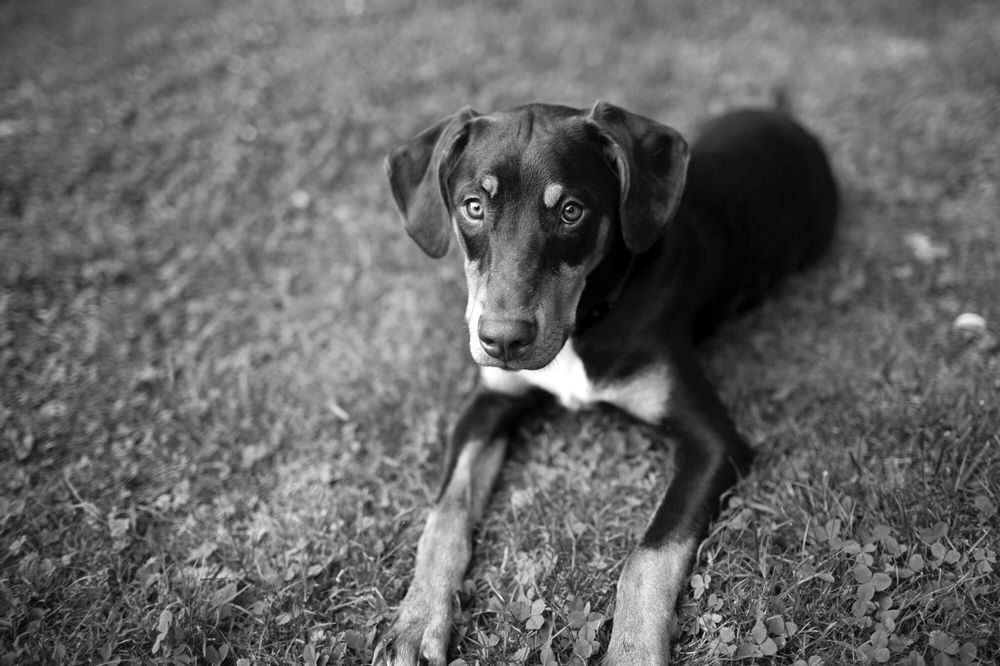 The Dog Door Behavior Center and Outfitters Image