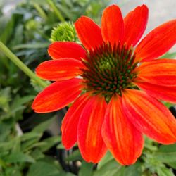The Best 10 Nurseries Gardening In Greensboro Nc Last Updated Guilford Garden Center
