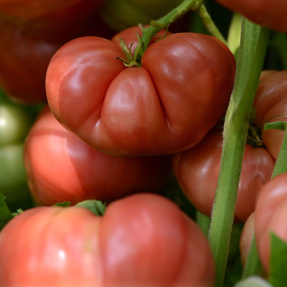 Greenfield Hill Farmers Market
