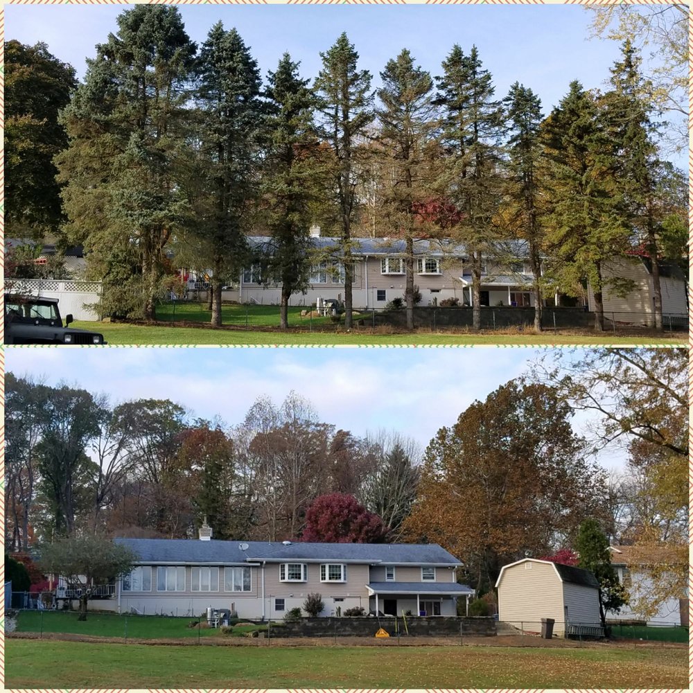 Burgey's Tree Service