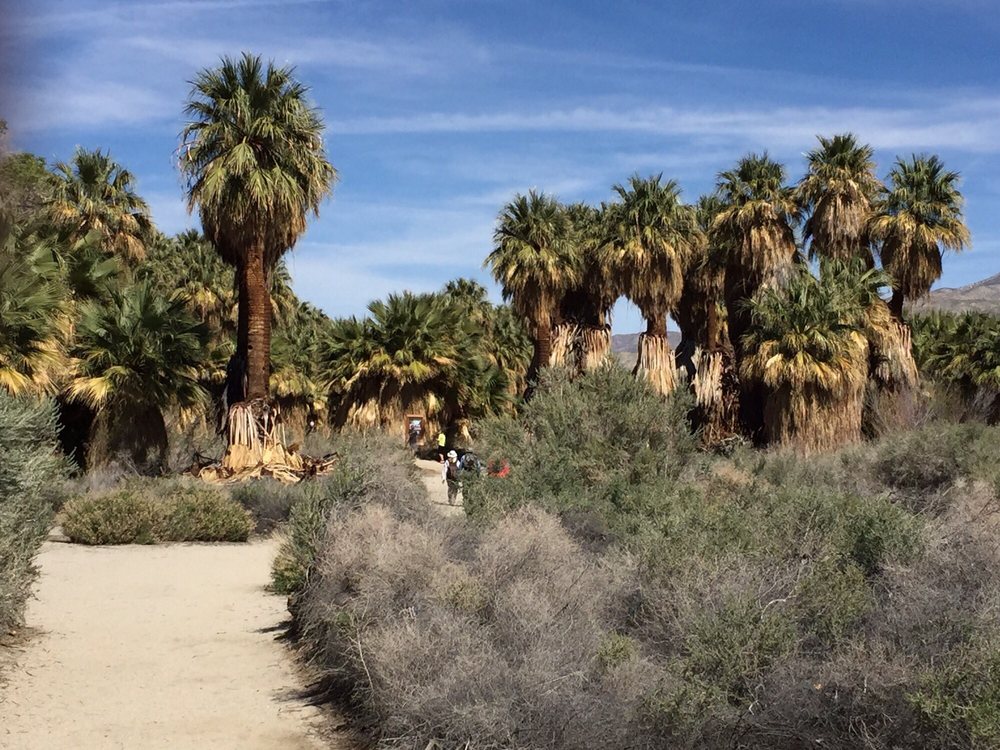 Coachella Valley Preserve 193 Photos & 54 Reviews Hiking 29200
