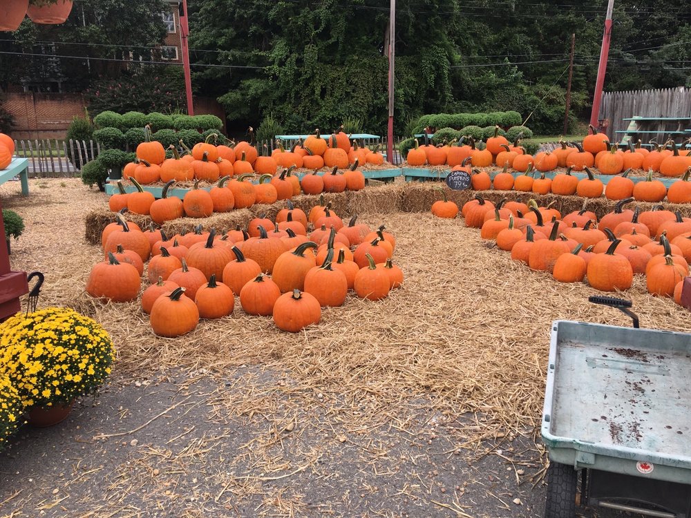 DePaul’s Urban Farm