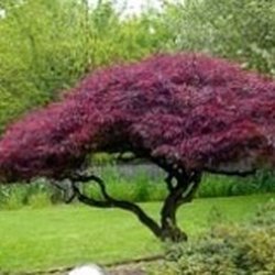 Broccolo Tree Lawn Care Landscaping 2755 Penfield Rd Fairport Photo Of Broccolo Tree Lawn Care Fairport Ny United States