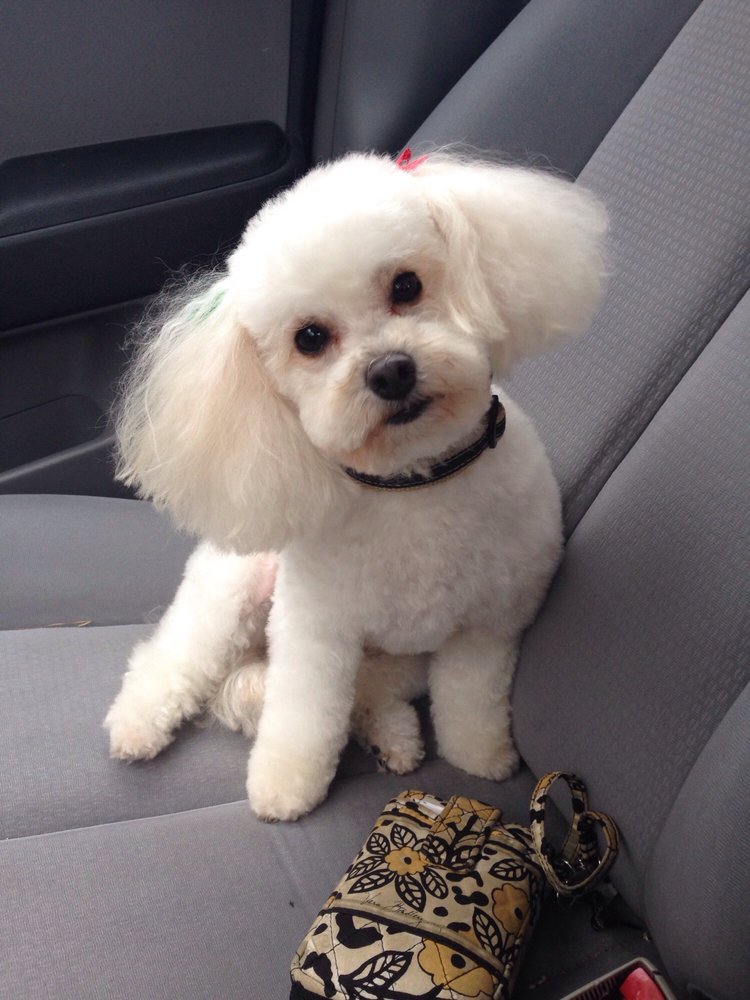 Susie’s Grooming Lounge Pet Sitting 7920 Chesapeake Blvd, Norfolk