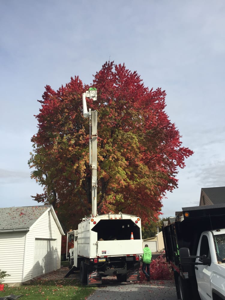 Christmas City Tree & Land Care