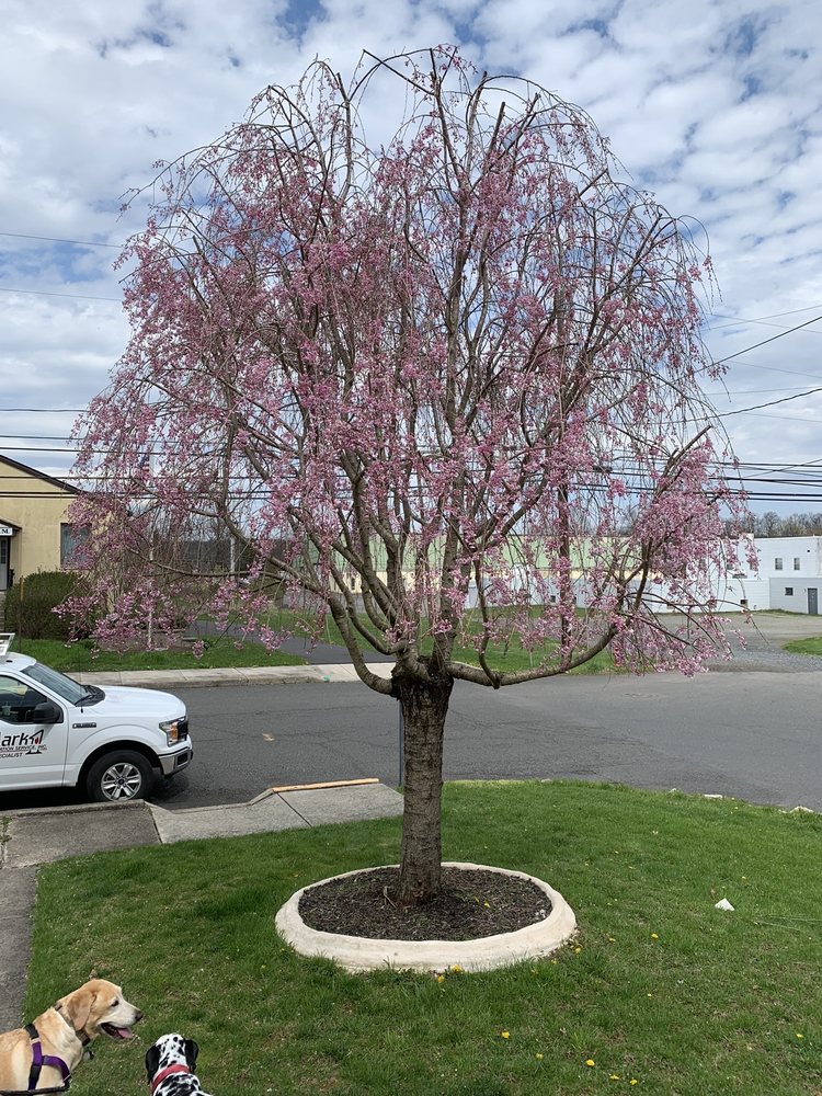Gehringer Tree Service