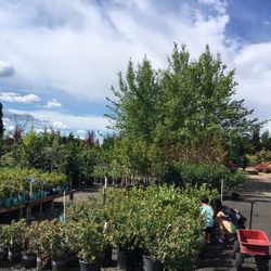 Farmington Gardens 12 Photos 21 Reviews Nurseries Gardening Photo Of Farmington Gardens Beaverton Or United States