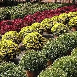 Bridge In Season Corner Nurseries Gardening 4118 Bristol Rd Photo Of Bridge In Season Corner Benm Pa United States