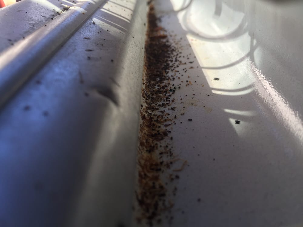 AJ Rebhan- Real Living Carolinas Real Estate