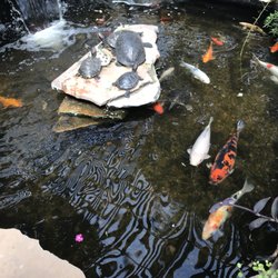Star Nursery 96 Photos 87 Reviews Nurseries Gardening 8725 Photo Of Star Nursery Las Vegas Nv United States Turtles And Koi