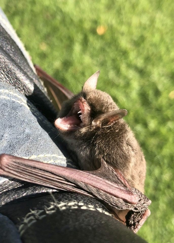 Trutech Wildlife Service