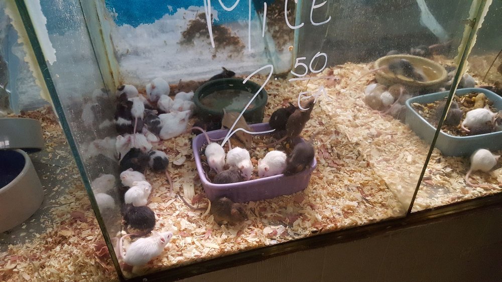aqua rama pet shop tiendas de mascotas 4937 bragg blvd aqua rama pet shop tiendas de mascotas 4937 bragg blvd