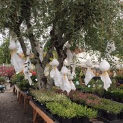 Garden Spot Nursery - 16 Photos - Nurseries & Gardening - 900 Alabama