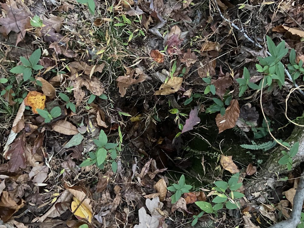 De Hart Botanical Gardens