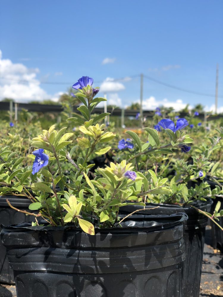 Royal Landscape Nursery