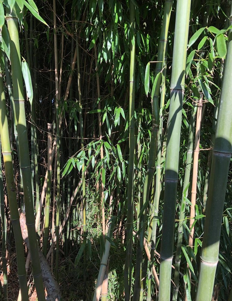 Professional Bamboo Landscapers