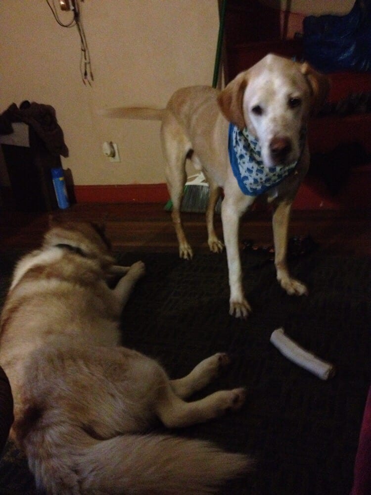 Doggie Styles Pet Grooming Salon 11 Photos & 24 Reviews Pet