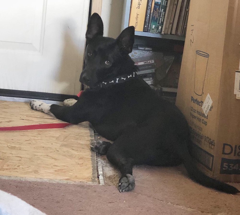 animal service center of mesilla valley