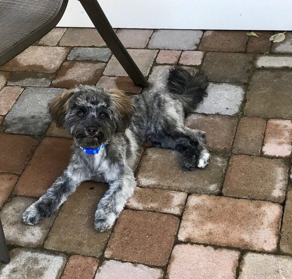 The Dog Spaw 10 Photos Pet Groomers 141 W Commercial St, East