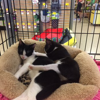 petsmart bather