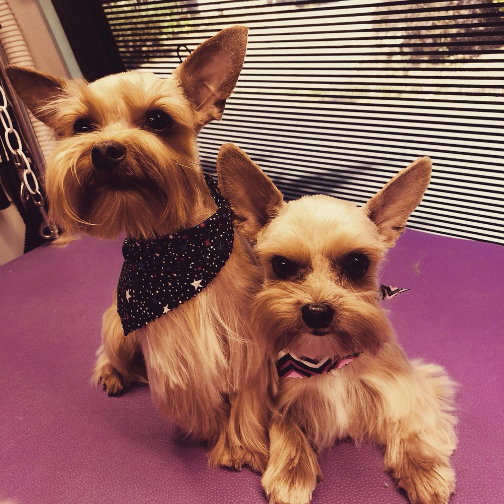 schnauzer cut on a yorkie