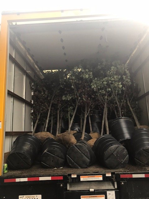 NJ Plants and Trees