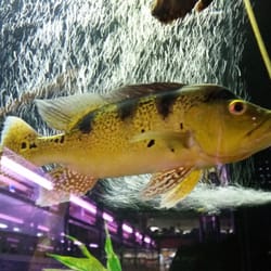 tong s tropical fish