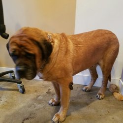 grooming lakewood house of paws grooming 43 billeder 12 anmeldelser pelspleje 7030 w grooming lakewood house of paws grooming 43 billeder 12 anmeldelser pelspleje 7030 w