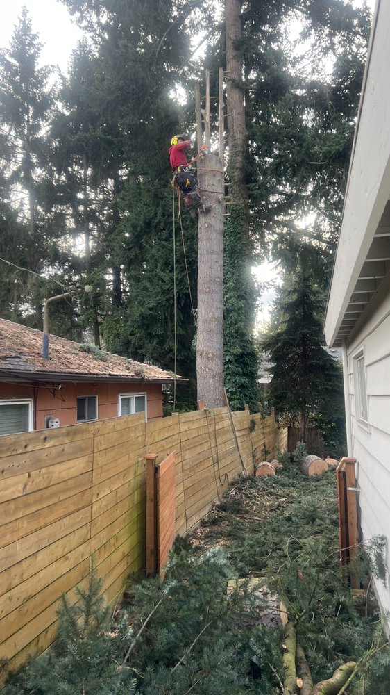 Jorge Landscaping & Tree Services