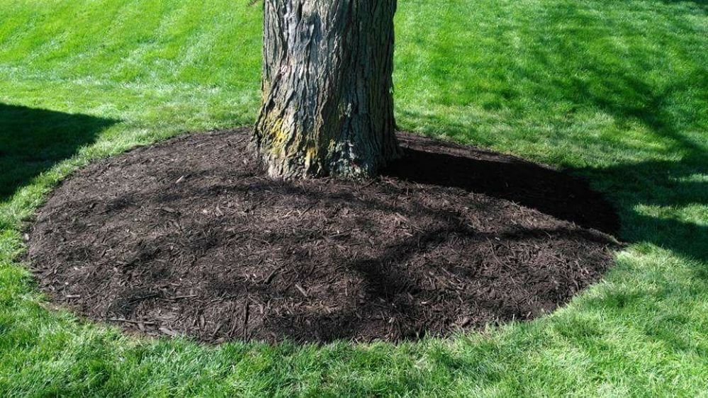 photos for benitez landscaping